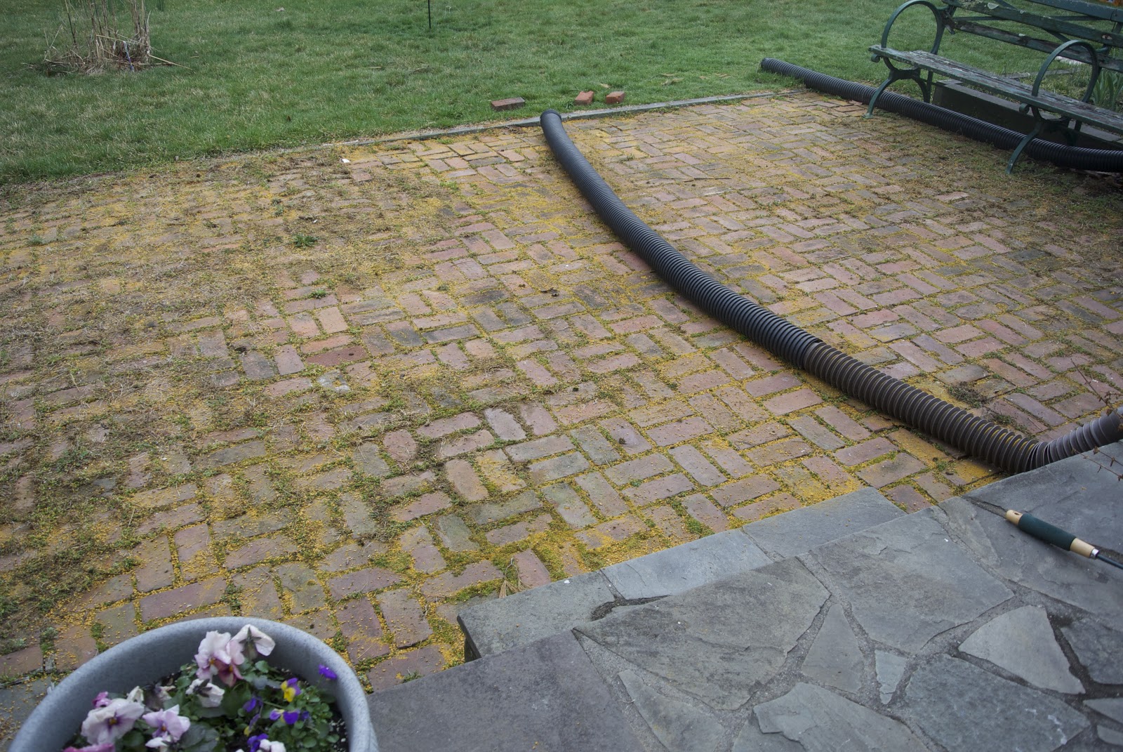 Life at Pugsley Patio Update Controlling crabgrass with corn gluten