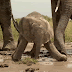 Increíble rescate de bebé elefante