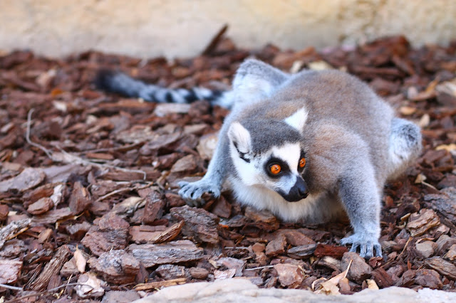 Planes de Verano en Valencia #ExperienciasBioparc