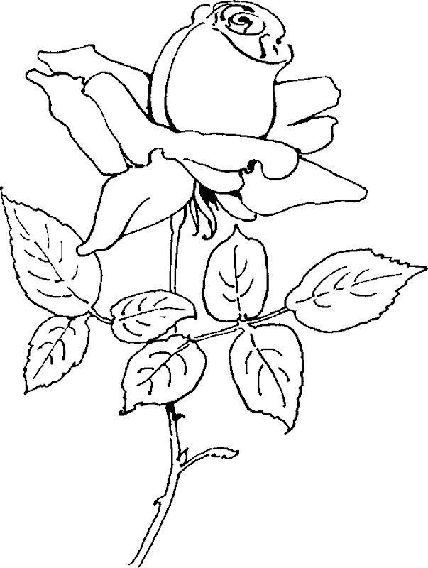 Coloring Pages Of A Rose - Best Coloring Pages Collections