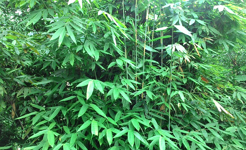 My Life Log�s Bambu Tamiang