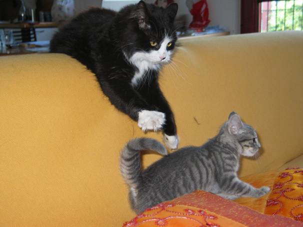 la-storia-di-due-gatti-maomao-e-creamy