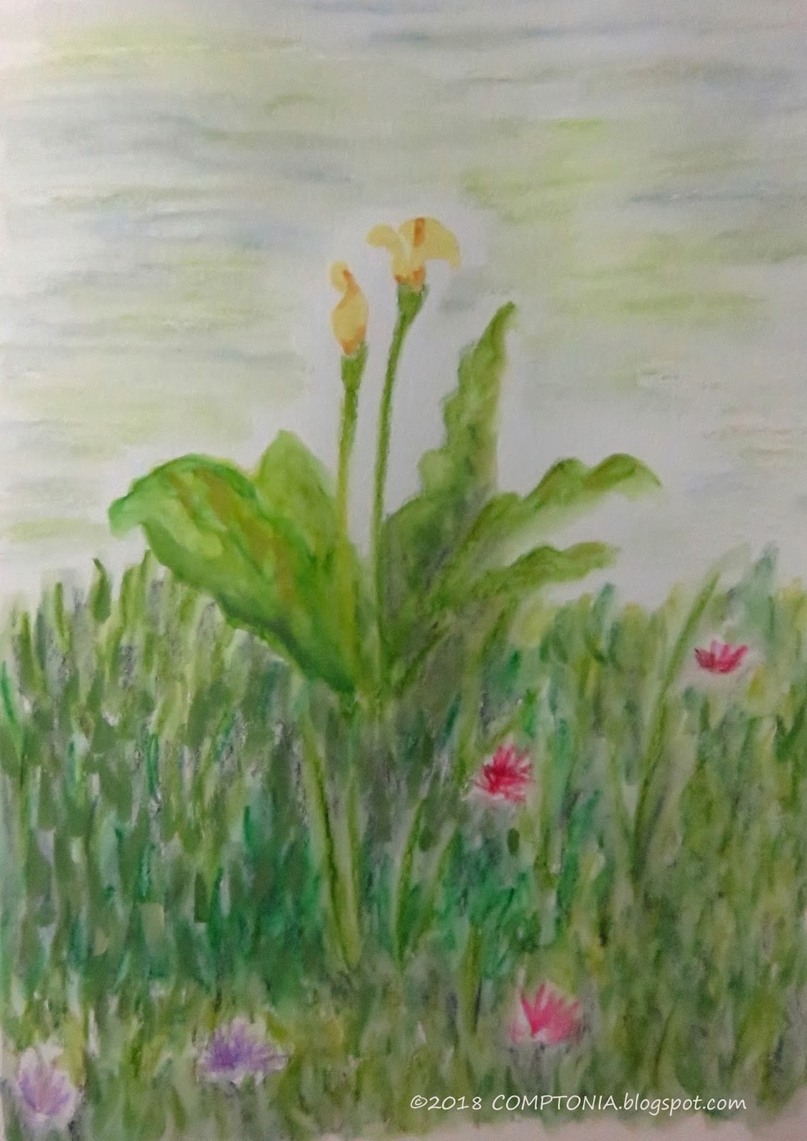 Comptonia someone else's photograph