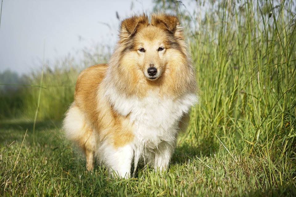 Vi föder upp Shetland Sheepdog till aktiva hem