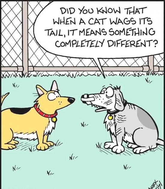 Dog Cat Tail Wag Cartoon  Funny Joke Pictures-6796