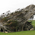 The Twisted Trees of Slope Point