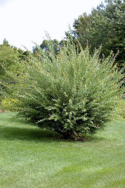 Plant Inventory: Salix integra / Dappled Willow