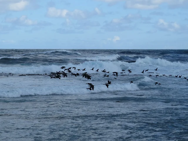 Flock of birds at the Cape of Good Hope in South Africa