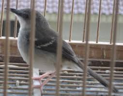 Burung Ciblek - Penyakit Kutu Burung yang Menyerang Burung Ciblek dan Cara Penangannannya - Penangkaran Burung Ciblek