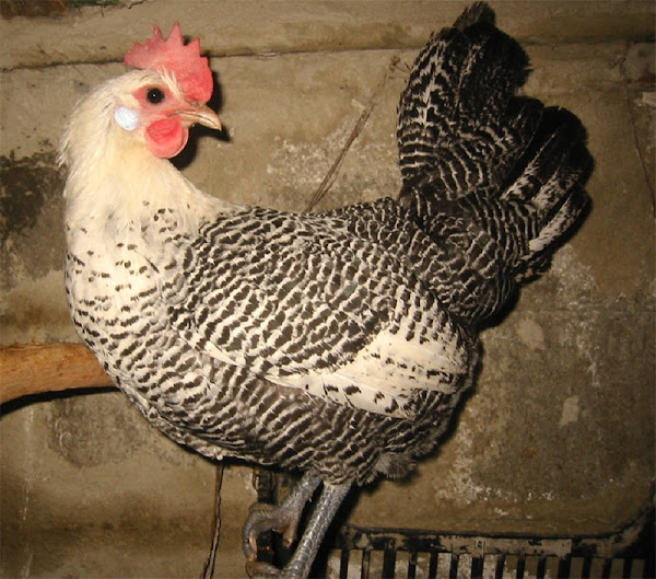 campine chicken, campine chickens, campine chicken characteristics, campine chicken photos, campine chicken behavior, campine chicken temperament, campine chicken eggs, campine chicken color