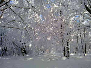 Invierno en el Bosque