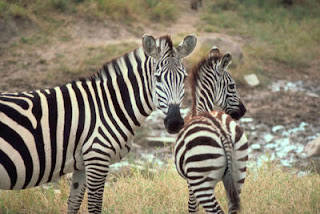 Gambar zebra  Indonesiadalamtulisan  Terbaru 2014