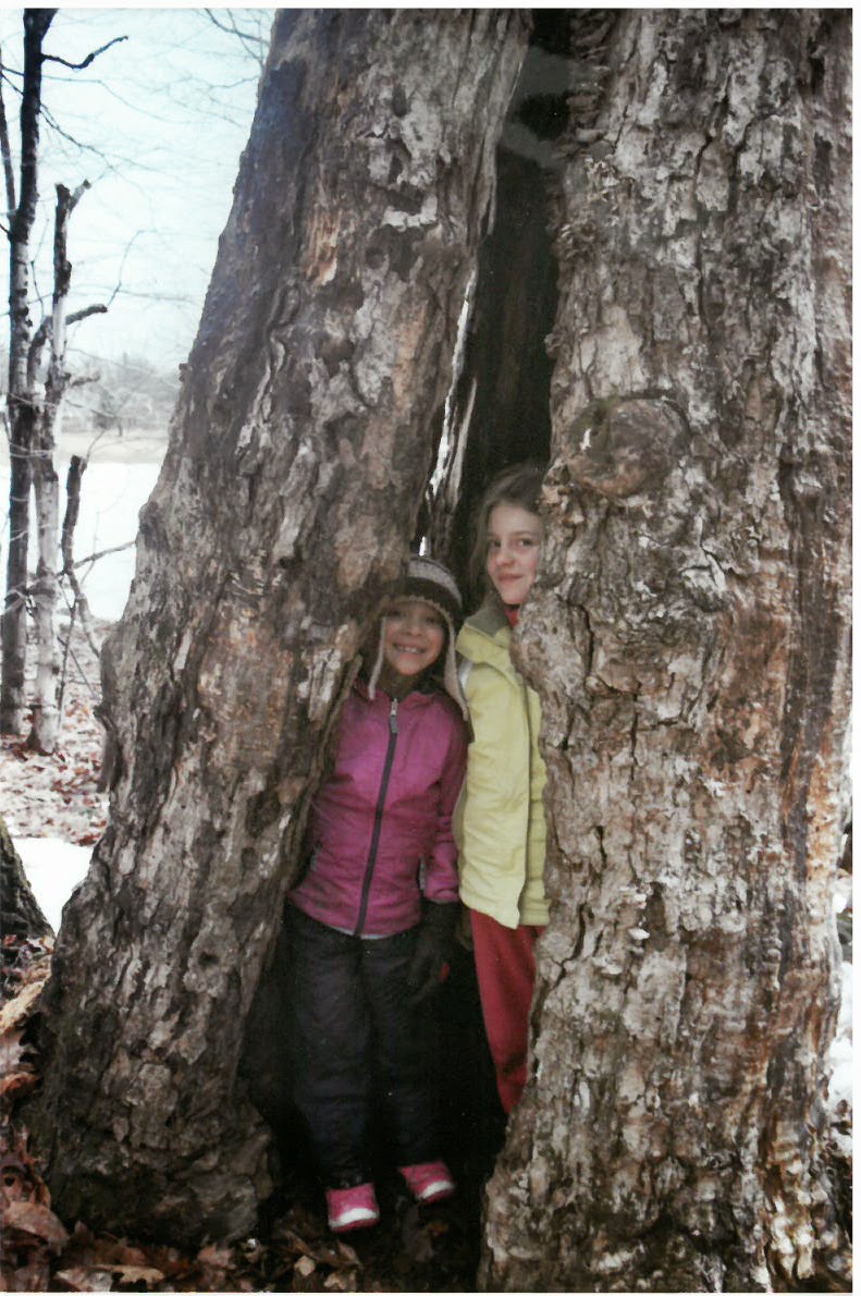 Squam Lakes Natural Science Center Blog Life in Hollow Trees