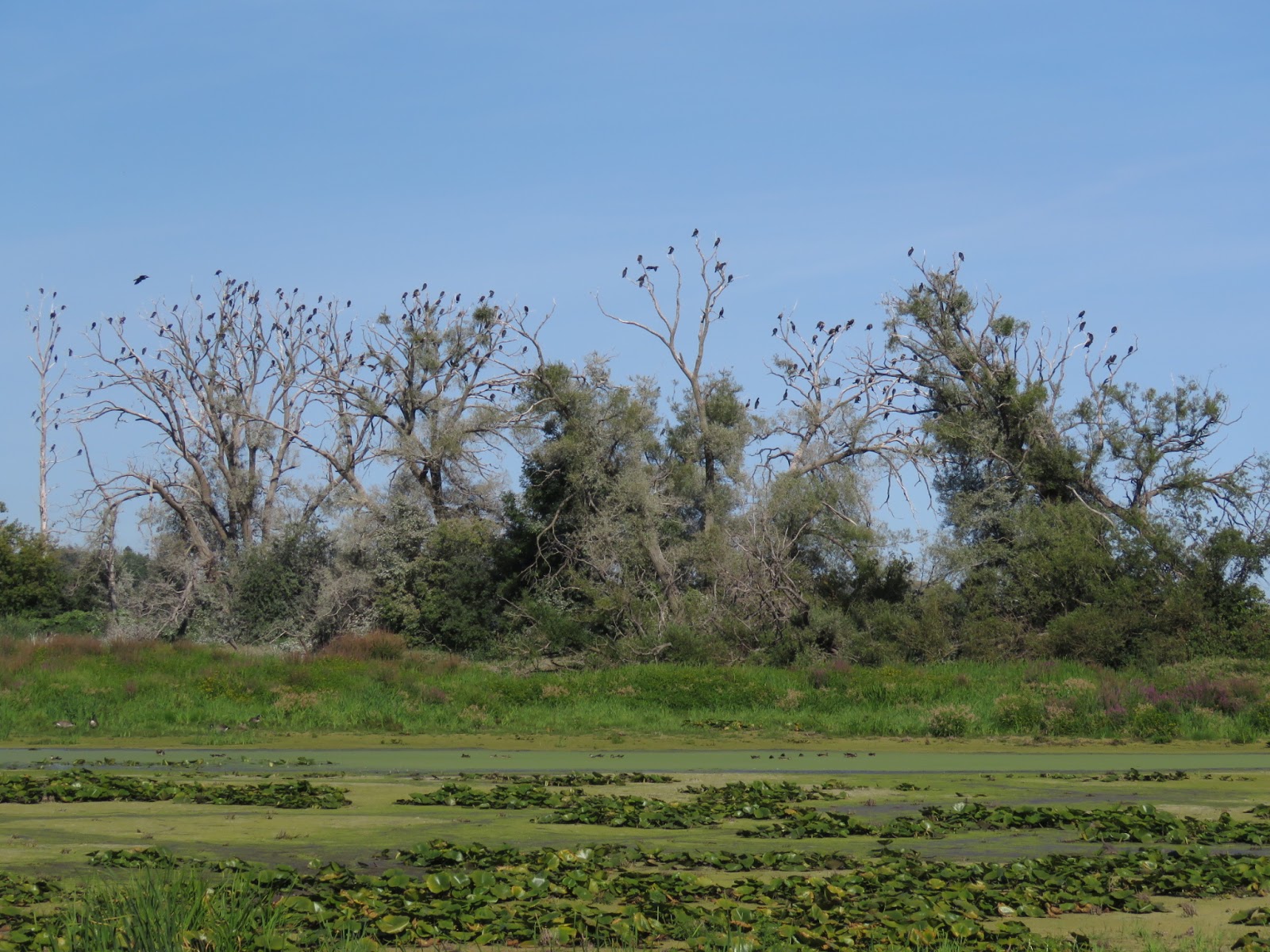 Bird & Travel Photos, Birding Sites, Bird Information ROOST OF DOUBLE