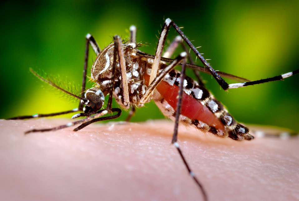 persuasive speech prevent aedes mosquito (2017) annual meetings of the michigan academy, western michigan university, march 10, 2017 michigan academician: 2017, vol 45, no 1, pp 1-239. persuasive speech prevent aedes mosquito (2017) annual meetings of the michigan academy, western michigan university, march 10, 2017 michigan academician: 2017, vol 45, no 1, pp 1-239.