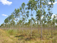 Typical Silviculture