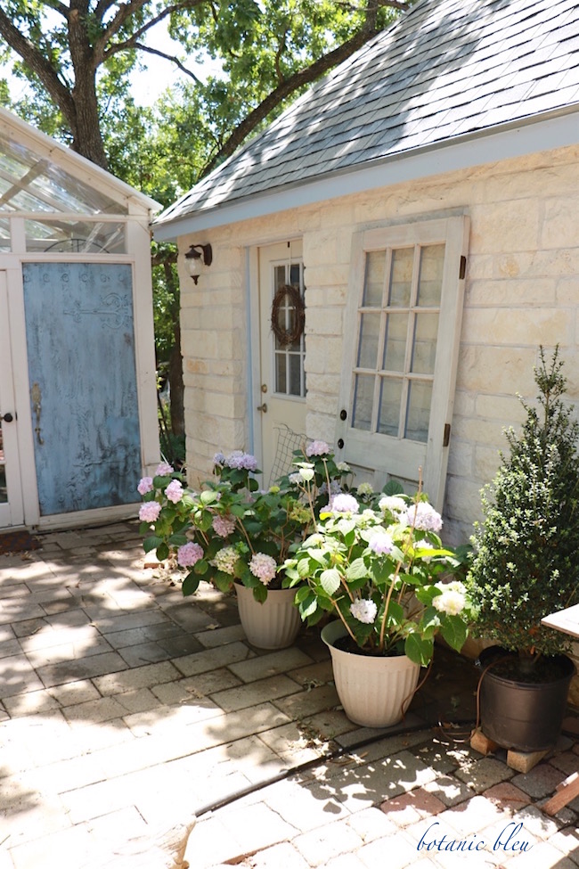 Bumble Lush Garden R I P Endless Summer Hydgrangea