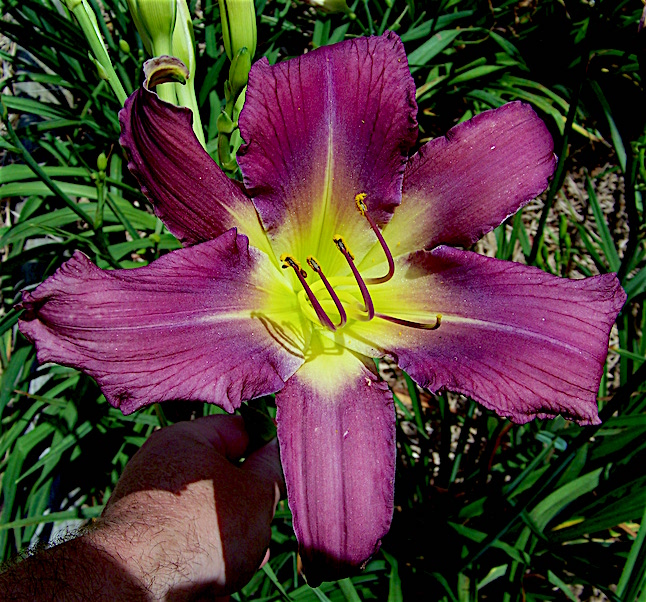 Daylily BReeder Blog Phoenician Royalty