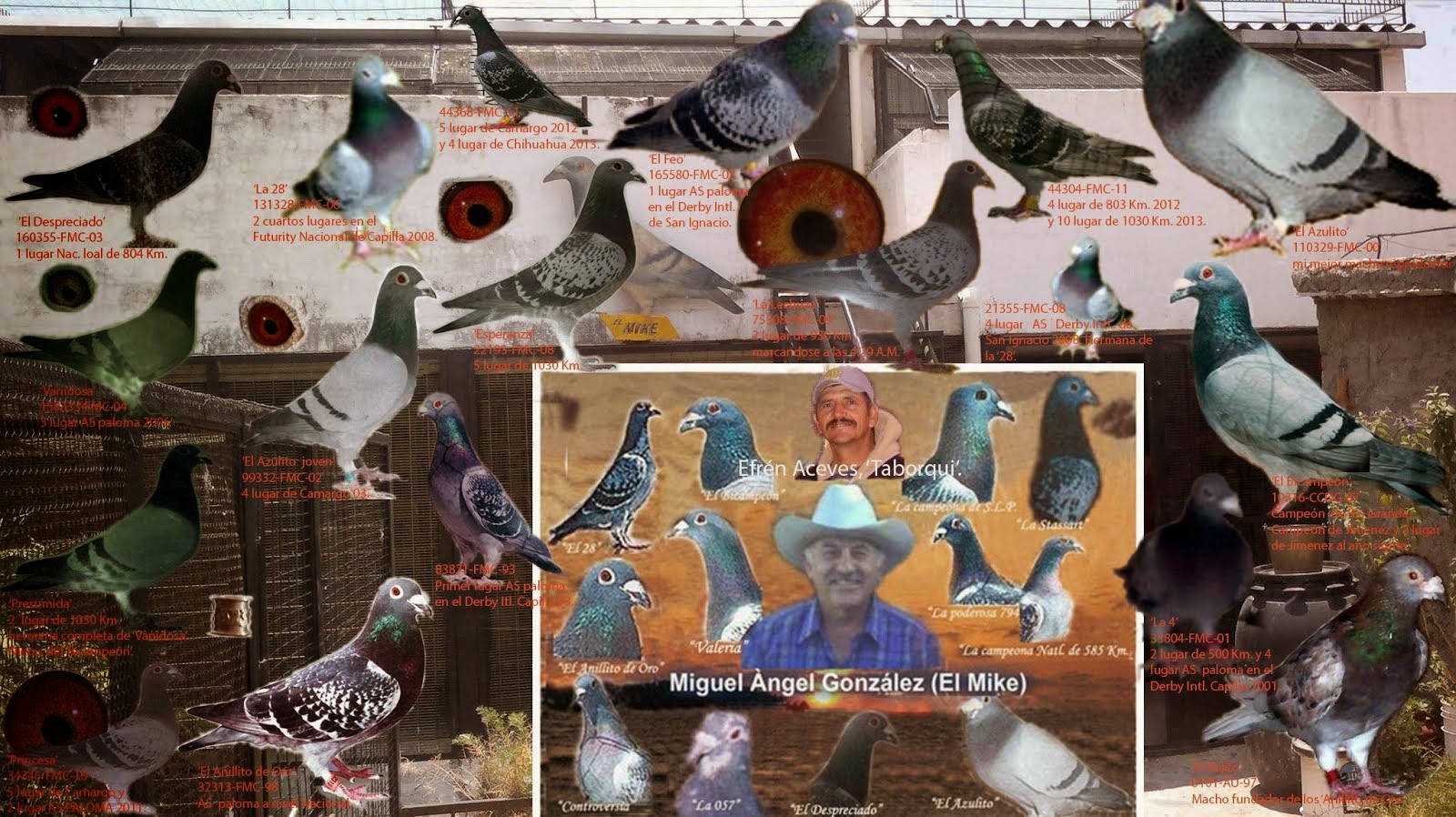 Algunas de las palomas fundadoras de mí palomar.
