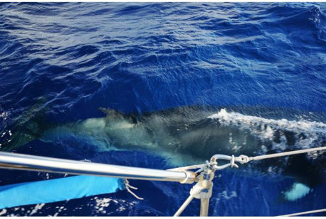 Ban toan bo tai san de di vong quanh the gioi tren bien - Anh 15