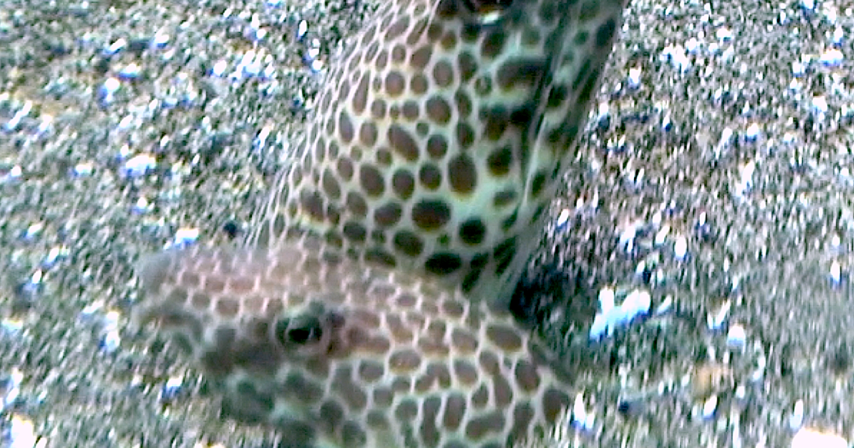 Aquarium Movies Japan Archive 生きている魚図鑑 モンガラドオシ Buffoon Snake Eel Ophichthus Erabo