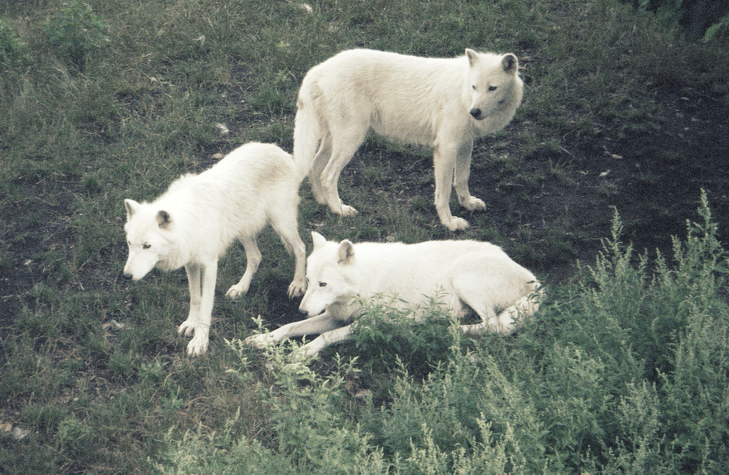 Sublimacje: Three white wolves