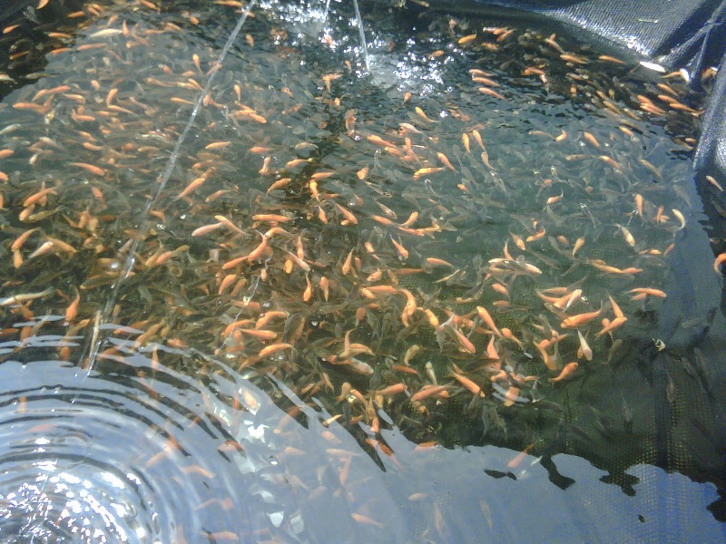 Rahasia Makanan Ikan Lele Supaya Cepat Besar Dan Bisa Dibuat Sendiri
