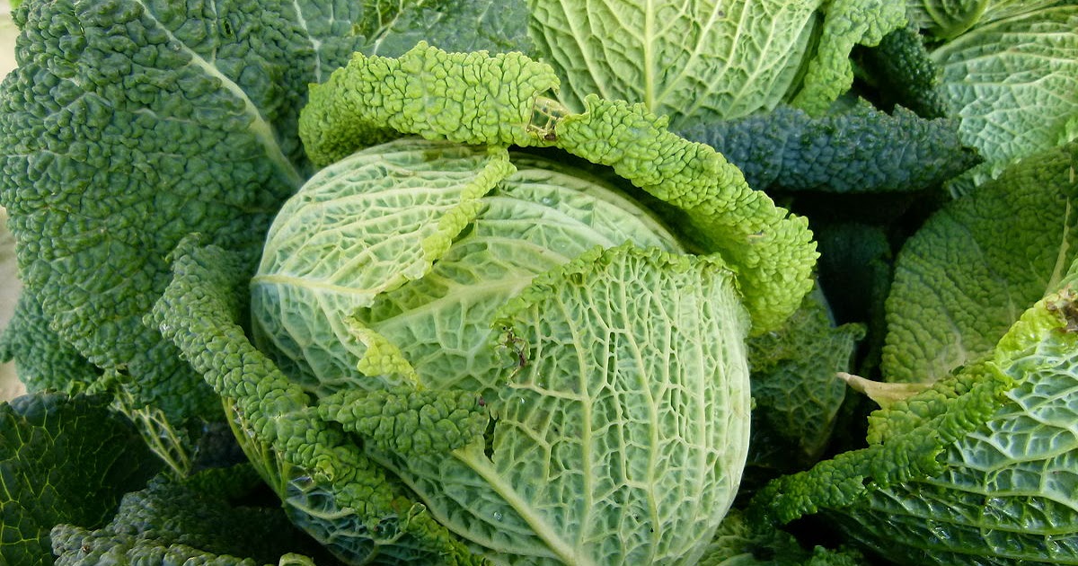 Nature Health at Home Hybrid Cabbage for Anemia during Pregnancy