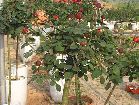 hoa-hong-tree-rose8.jpg