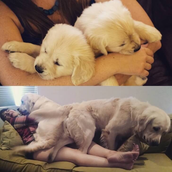 20 Cute Then And Now Pictures Of Puppies Growing Up