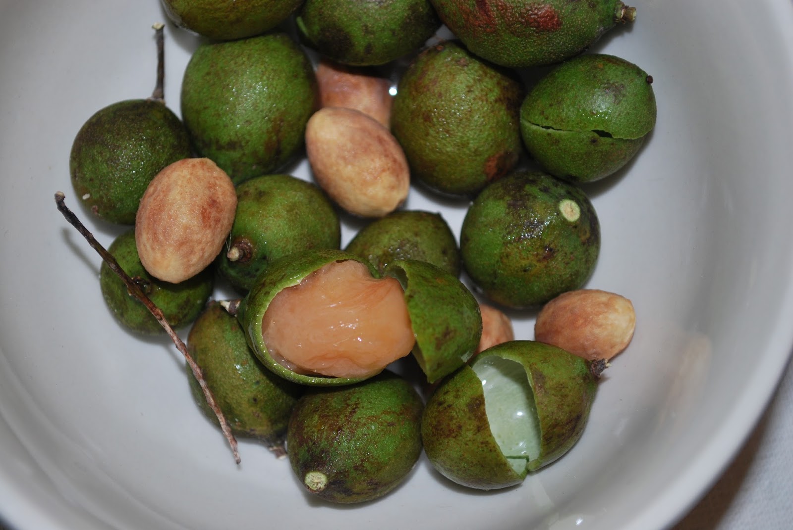 Humboldtina - Venezuela: Honigbeere, Quenepa, Dotterknippe - Melicoccus ...