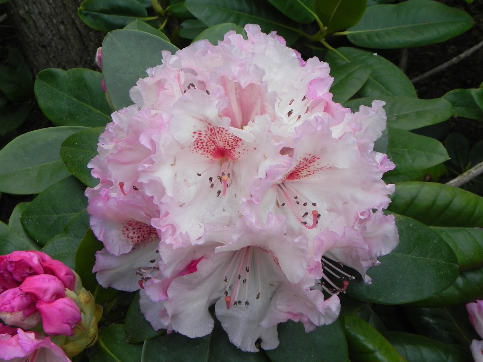 Um sonho de natureza: As belas flores da Holanda