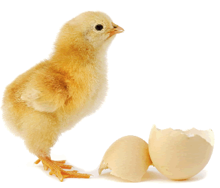 Telur Atau Ayam Yang Keluar Dahulu ?? Anda Tahu ??