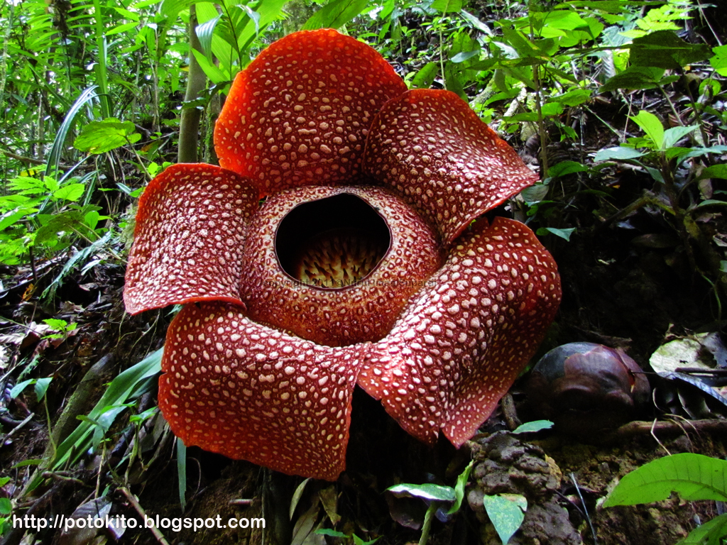 Closer looks to the largest flower in the world