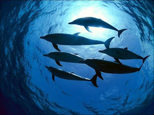 Delfines