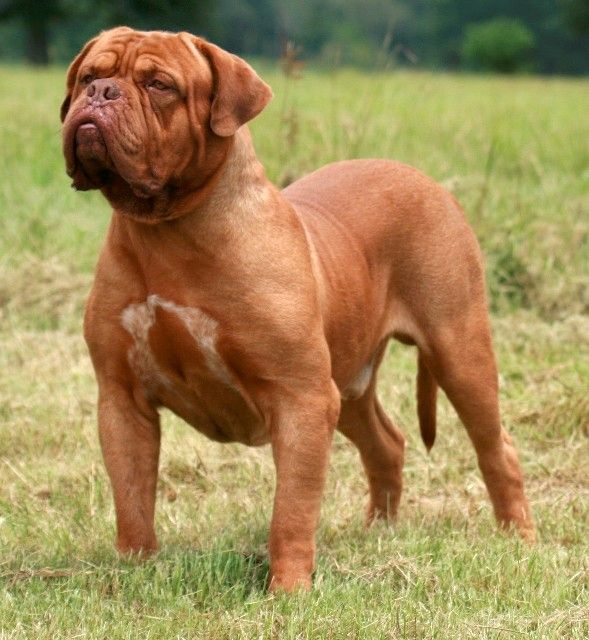 is french mastiff a good family dog