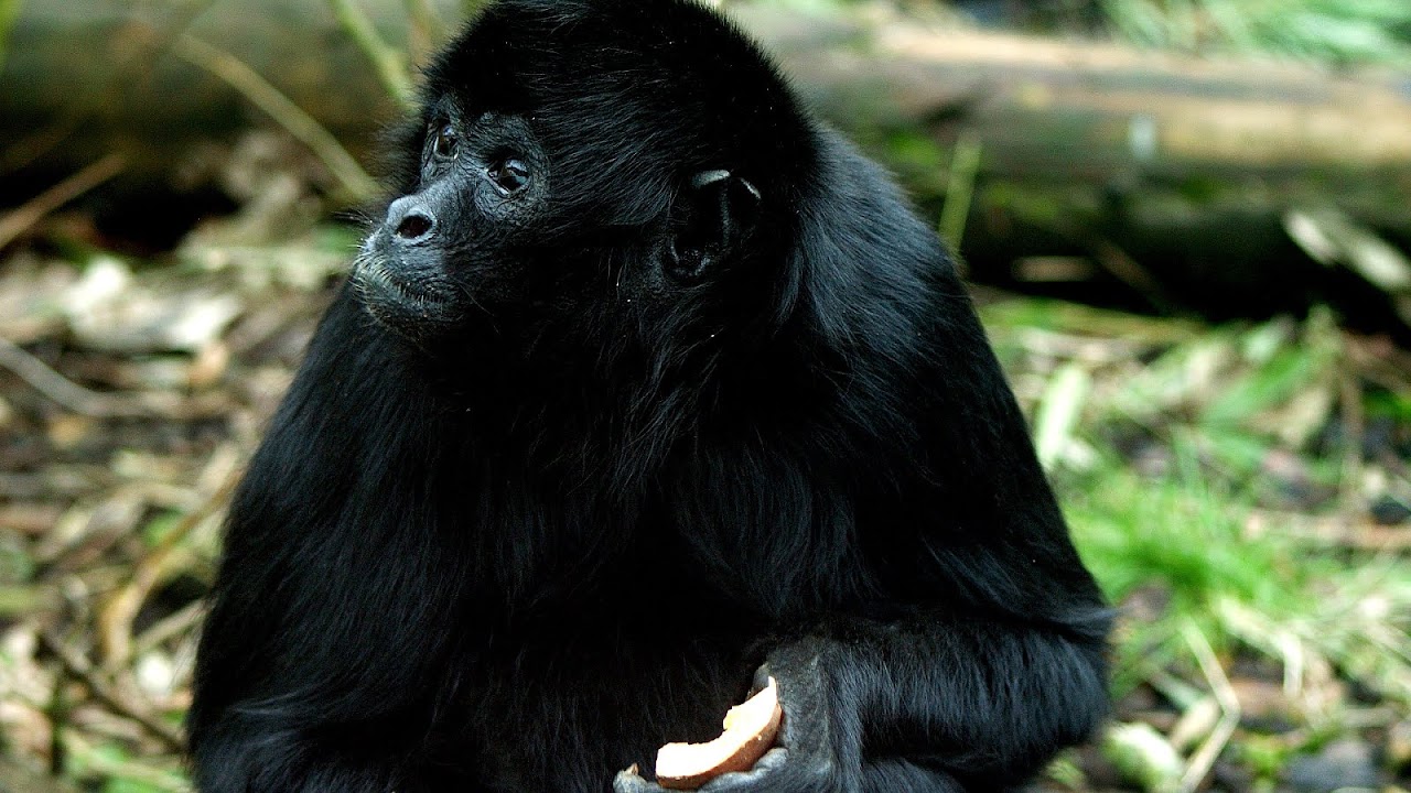 Why Is The Black Spider Monkey Endangered - Danger Choices