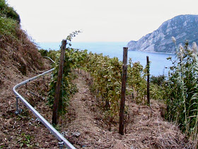 Vineyards hillside in Liguria
