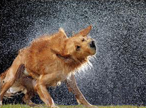 كلب مُبتل يقوم بنفض الماء عنه