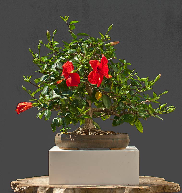 Walter Pall Bonsai Adventures Hibiscus 1