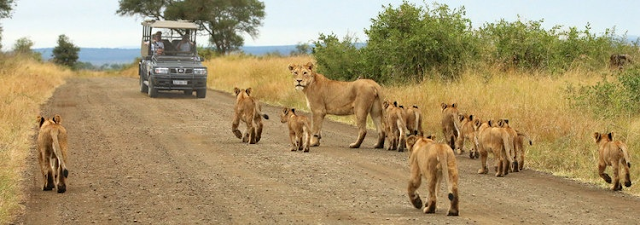 Lion+Safaris
