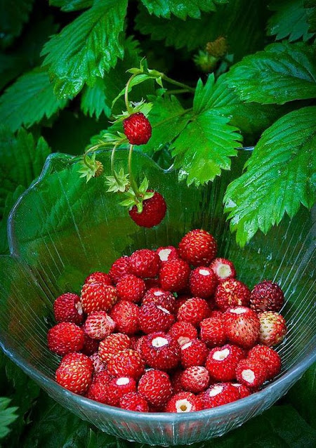 Φράουλα - Strawberry