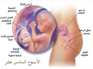 مراحل الحمل مراحل الحمل