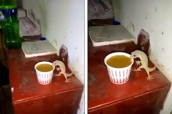 Seperti Manusia, Beredar Video Cicak Dengan Nikmatnya Minum Segelas Kopi