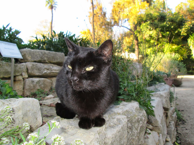 Animales urbanos: gatos, diciembre 2013 - Paseos Fotográficos Valencia