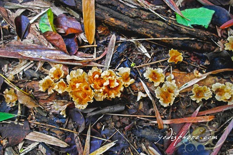 Colorful wild mushroom blooming along the trail going up Mt. Pico de Loro  hover_share
