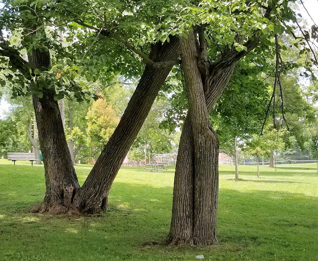 Scenes From My Qeekend - Happy July 1! - pair of opposites trees bohohome.com @bohosusan