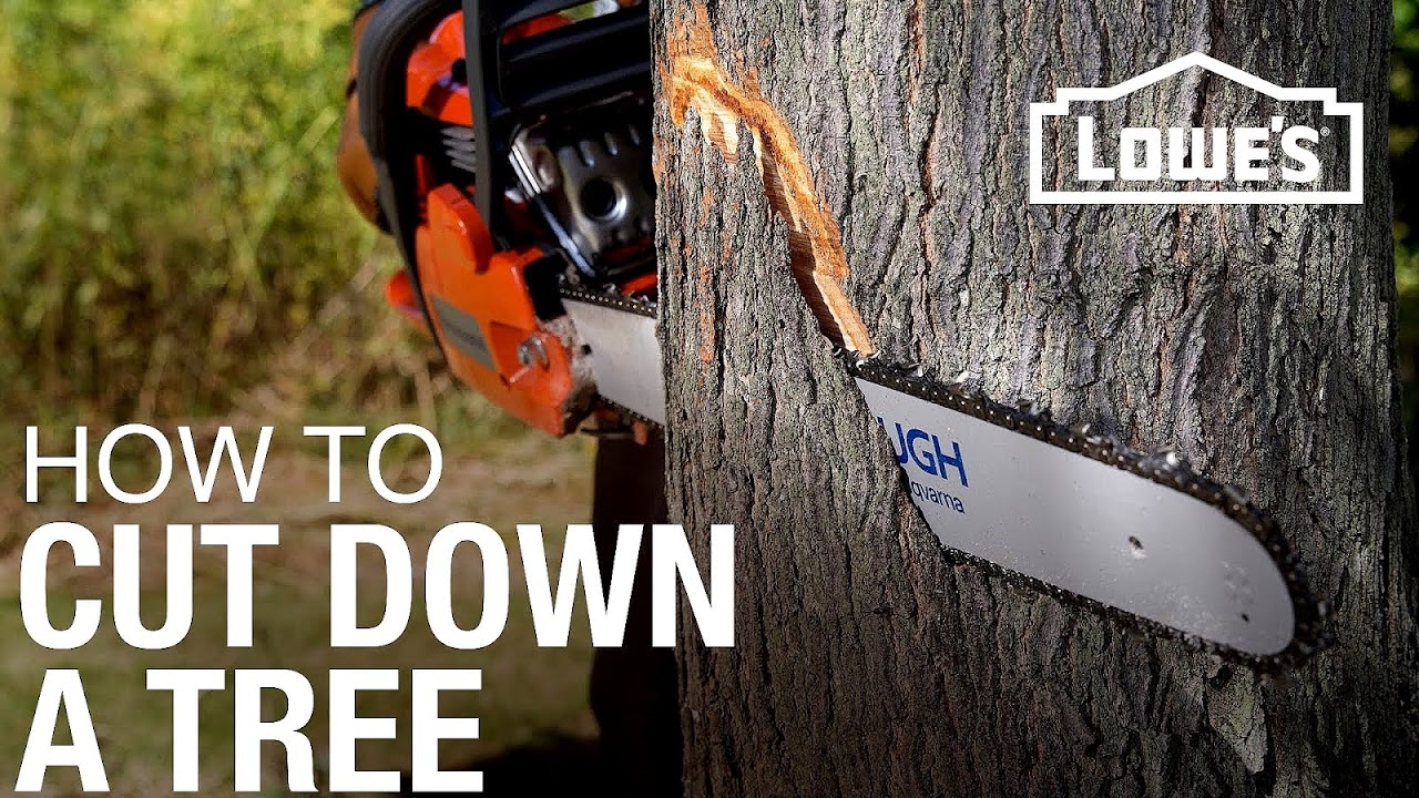 Cut Down Tree Cost Tree Choices