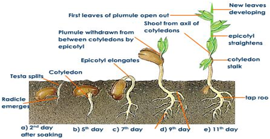 Wheat germination. Seed germination. Axil растения. Stages of Wheat germination. Out in the open 2