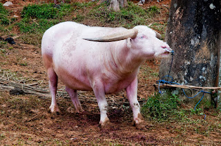 Tedong Bulan - Kerbau Bulan Toraja Tedong Bulan - Kerbau Bulan Toraja